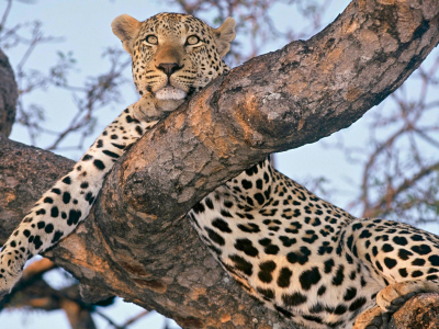 Sabi Sands, South Africa