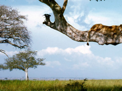 a giraffe standing next to a tree