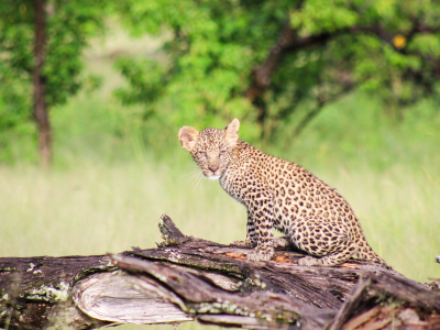 Leopard in Moremi