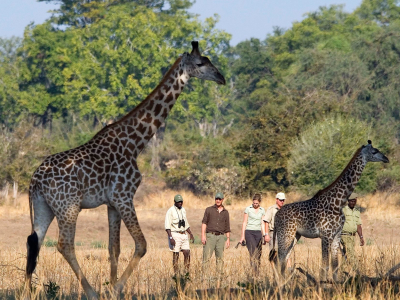 a group of giraffe standing on top of a dry grass field