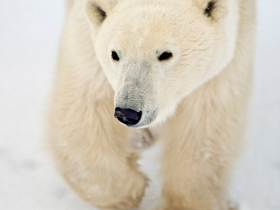 a polar bear looking at the camera