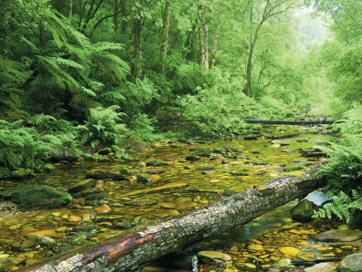 Tsitsikamma Forest Garden Route