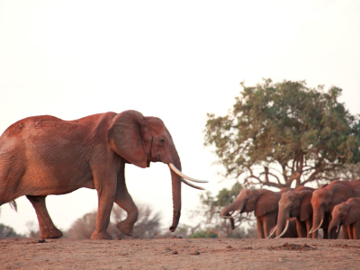 a large brown elephant standing in the dirt