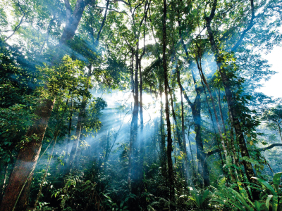 Daintree and Cape Tribulation