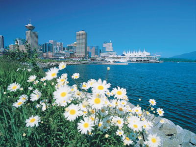 a flower in a body of water with a city in the background