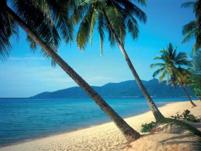 a beach with a palm tree in front of a body of water
