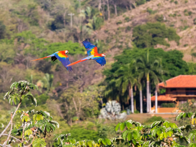 Scarlet macaws flying over Costa Rica rain forests