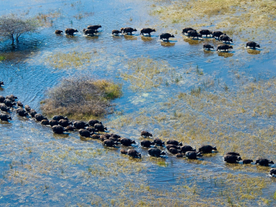 Botswana Okavango Delta - Wilderness Safaris