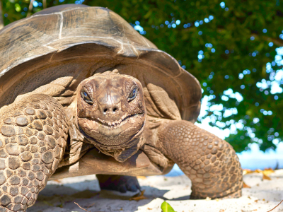 Things To Do In Seychelles