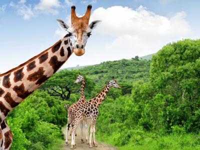 Things To Do In South Africa