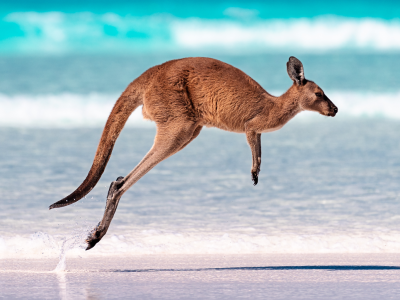 Best Time to Visit Australia