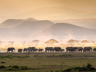 Elephant herd in the savanna of Serengeti National Park, Tanzania