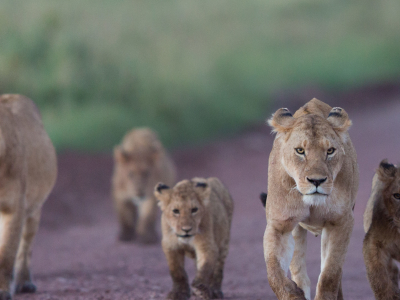 A pride of African lions wanders the Ngorongoro Crater in Tanzania