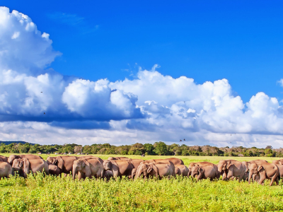 Herds of Asian elephants on your wildlife safari in Sri Lanka