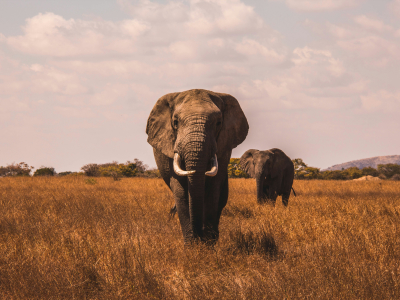 A deep insider's guide to a luxury Kenya safari holiday, the exclusive conservancies, the right timing for the migration, and the art of care that turns a journey into a story you keep for life.