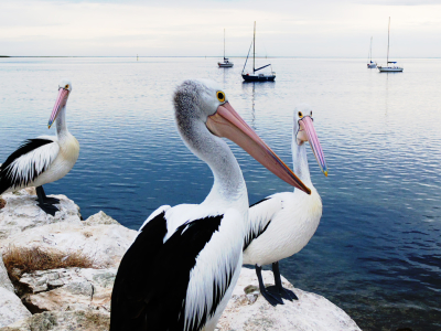 Pelicans Panorama, Kangaroo Island, Australien