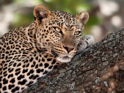 Leopard som vilar på trädgren i Serengeti, Afrika