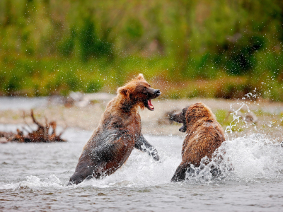 Alaska - Katami National park - bjørn 6