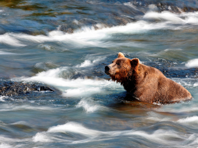 Alaska - Katami National park - bjørn