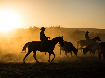 Australien - Kimberley - Kvæg - Cowboys - 171349988 (Custom)_0