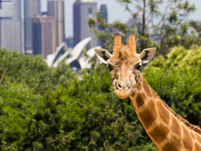 Australien - New South Wales - Sydney - Taronga Zoo (2)