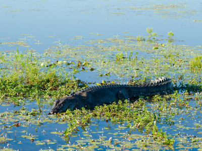 Australien - Northern Territory - Kakadu National Park - Yellow Waters - krokodille