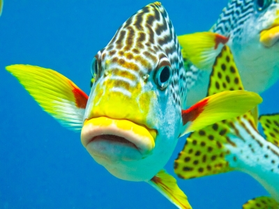 Australien - Queensland - Great Barrier Reef - fisk 5_0