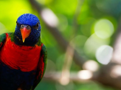 Australien - Queensland - Lamington National Park - Australian Rainbow Lorikeet2.jpg