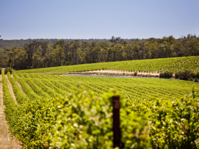 Australien - South Australia - Barossa Valley - Vinmarker (10)