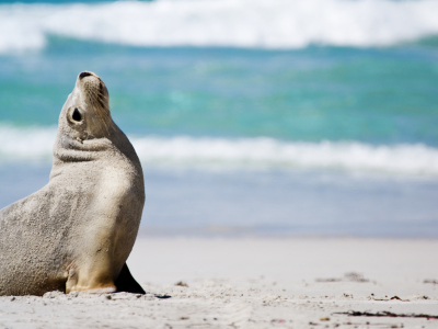 Australien - South Australia - Kangaroo Island - Dyr - Søløve (6)