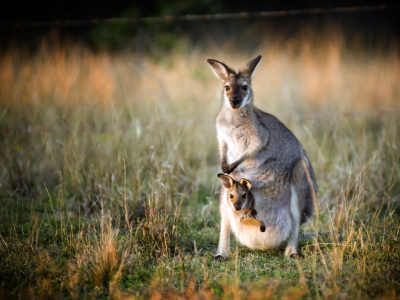 Australien - South Australia - Kangaroo Island - kaenguru