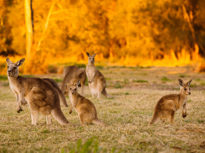 Australien - South Australia - Kangaroo Island - kaenguruer_0