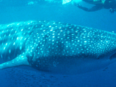 Australien - Western Australia - Ningaloo Reef - Dyr - Whale Shark (2).jpg