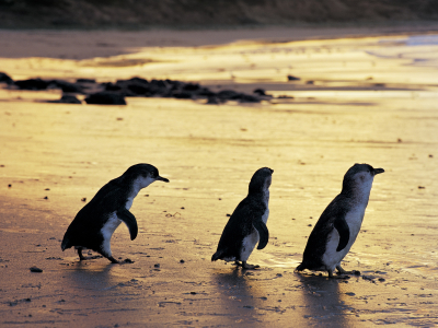 Australien  - victoria - Phillip Island - pingviner 5