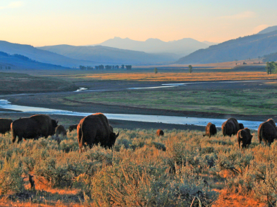 USA's vilde vesten og Yellowstone