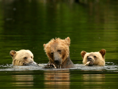 Canada - British Columbia - Knight Inlet Lodge - Grizzlybjørne (Custom)