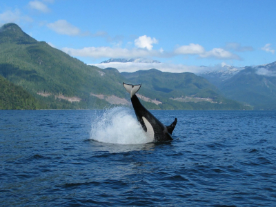 Canada - British Columbia - Vancouver Island -April Point - Hval