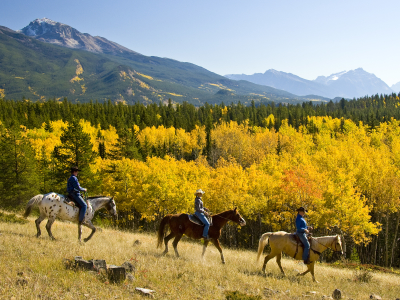 Canada - Jasper - Heste