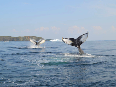 Canada - Newfoundland - St. John's - hval