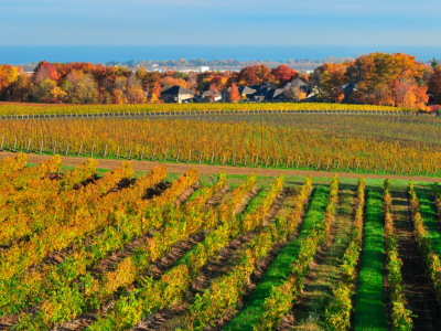 Canada - Ontario - Niagara-on-the-lake - vin