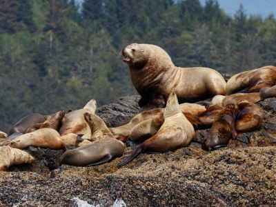 Canada - vancouver island -  søløve.jpg