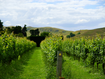 New Zealand - North Island- Hawkes Bay - Vin