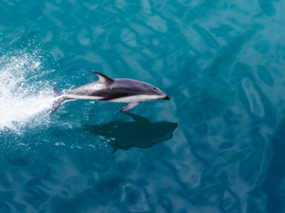 New Zealand - Sydøen - Milford sound - delfin