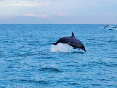 New Zealand - delfin.jpg