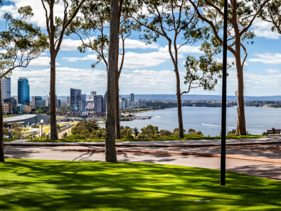 Panorama af citronduftende gummitræer og Perth Central Business District fra Kings Park, Perth, Australien