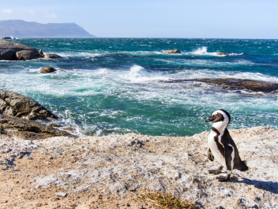 Sydafrika - Boulders Beach - pingvin