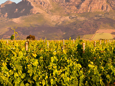 Sydafrika - Vin - Vinmark - Stellenbosch.jpg