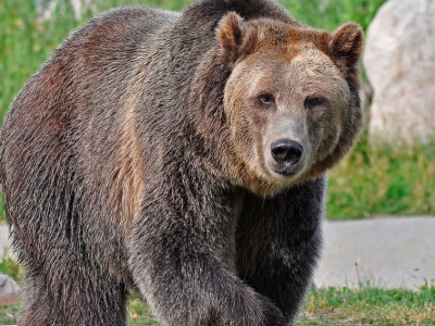 USA - Alaska - Bjoern - Grizzly.jpg