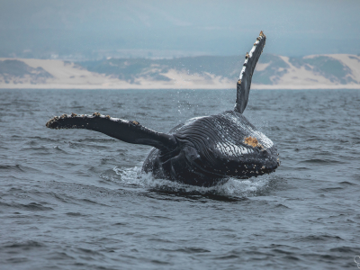 USA - Californien - Monterey Bay - hval