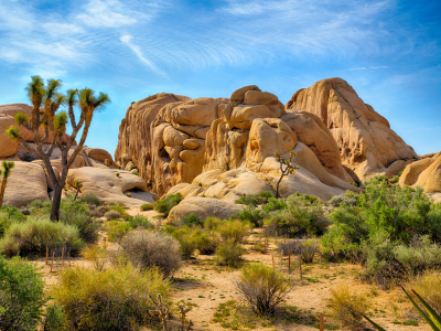 USA - Californien - joshua Tree national park.jpeg